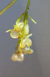 Eastern purple bladderwort